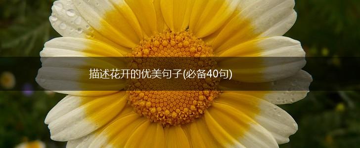 描述花开的优美句子(必备40句),第1张