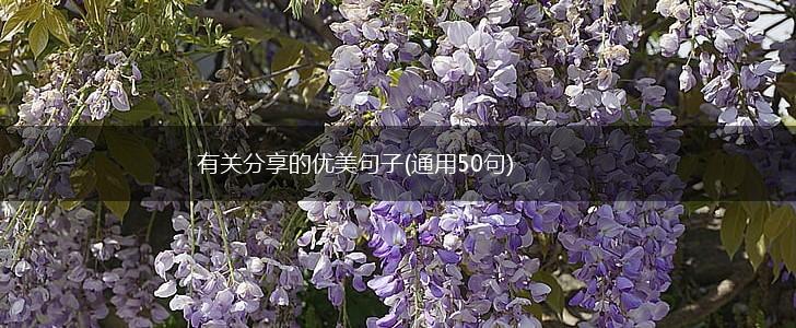 有关分享的优美句子(通用50句),第1张