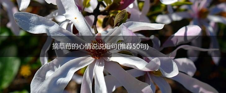 摘草莓的心情说说短句(推荐50句),第1张