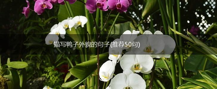 描写鸭子外貌的句子(推荐50句),第1张