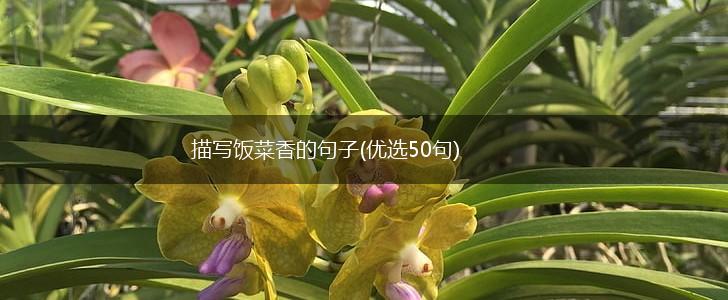 描写饭菜香的句子(优选50句),第1张