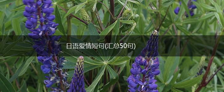日语爱情短句(汇总50句),第1张