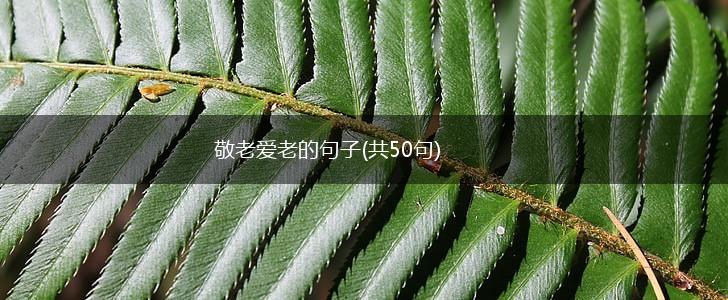 敬老爱老的句子(共50句),第1张
