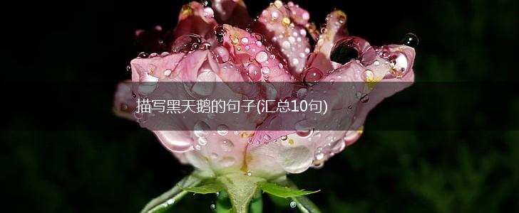 描写黑天鹅的句子(汇总10句),第1张