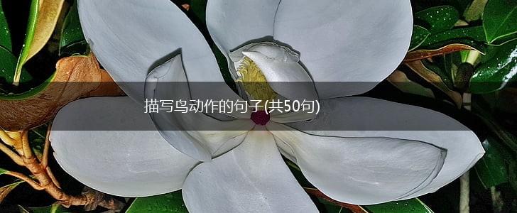 描写鸟动作的句子(共50句),第1张