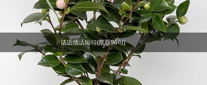 法语情话短句(推荐96句),第1张