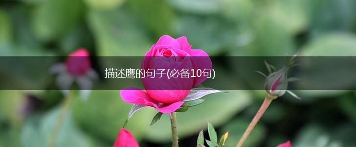 描述鹰的句子(必备10句),第1张