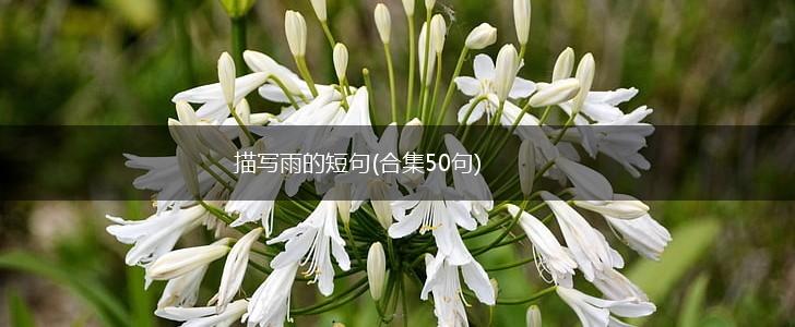 描写雨的短句(合集50句),第1张
