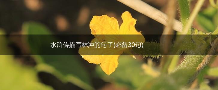 水浒传描写林冲的句子(必备30句),第1张
