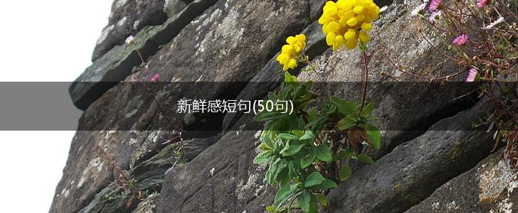新鲜感短句(50句),第1张