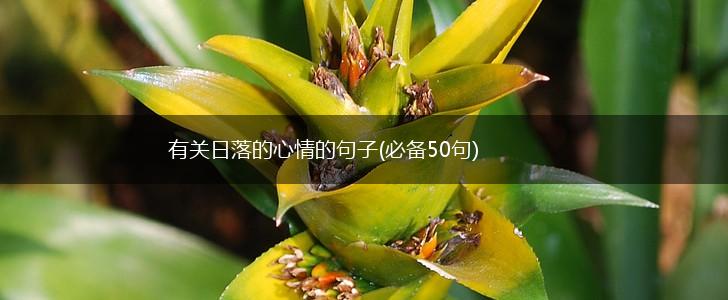 有关日落的心情的句子(必备50句),第1张