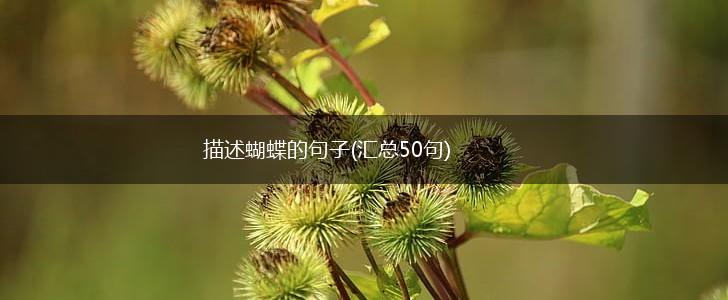 描述蝴蝶的句子(汇总50句),第1张