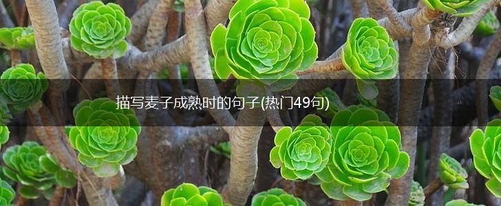 描写麦子成熟时的句子(热门49句),第1张