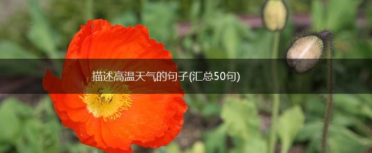 描述高温天气的句子(汇总50句),第1张
