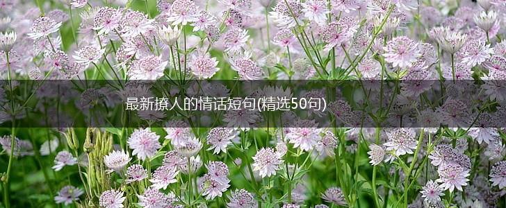 最新撩人的情话短句(精选50句),第1张