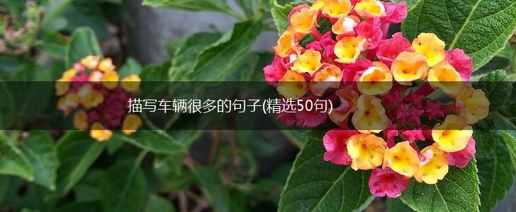 描写车辆很多的句子(精选50句),第1张