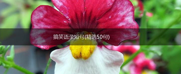 搞笑语录短句(精选50句),第1张
