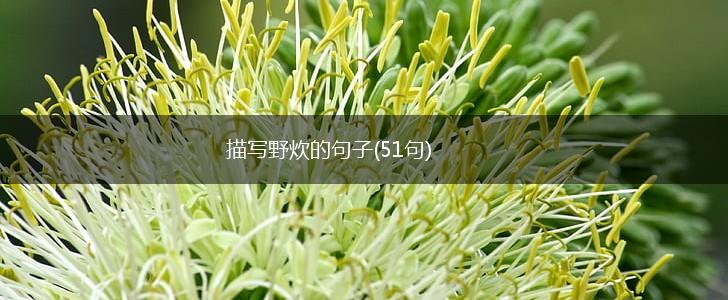 描写野炊的句子(51句),第1张