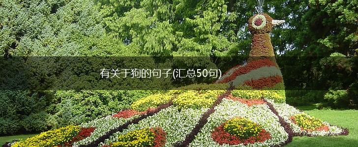 有关于狗的句子(汇总50句),第1张