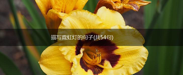 描写霓虹灯的句子(共54句),第1张