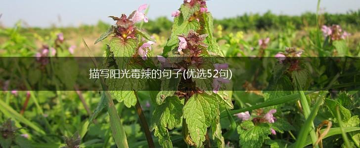 描写阳光毒辣的句子(优选52句),第1张