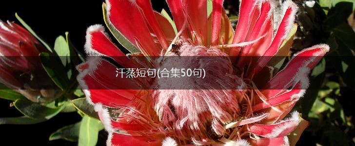 汗蒸短句(合集50句),第1张