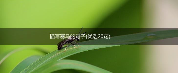 描写赛马的句子(优选20句),第1张