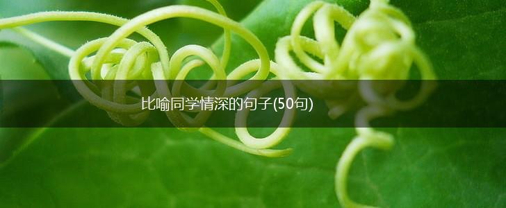 比喻同学情深的句子(50句),第1张