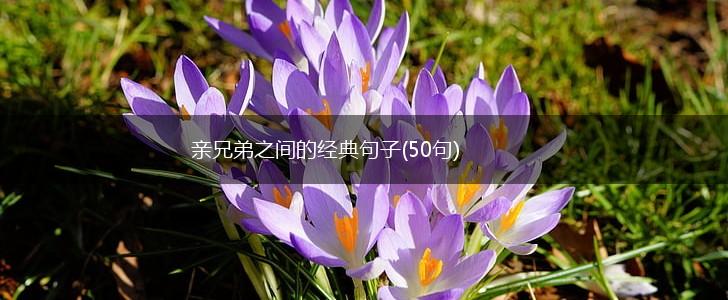 亲兄弟之间的经典句子(50句),第1张