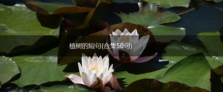 植树的短句(合集50句),第1张