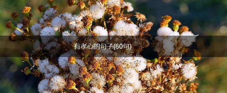 有孝心的句子(60句),第1张