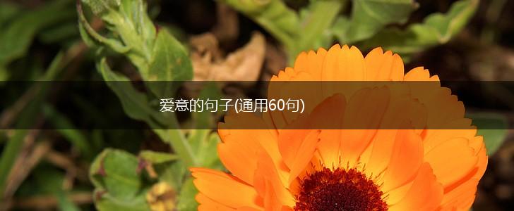 爱意的句子(通用60句),第1张