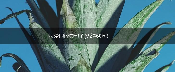 母爱的经典句子(优选60句),第1张