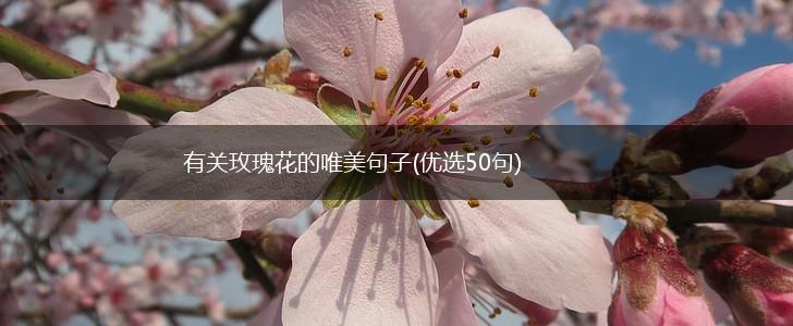 有关玫瑰花的唯美句子(优选50句),第1张