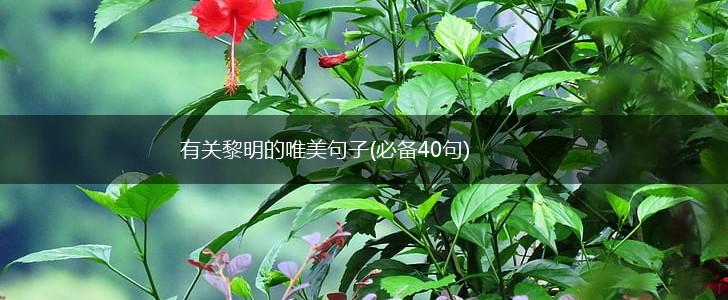 有关黎明的唯美句子(必备40句),第1张