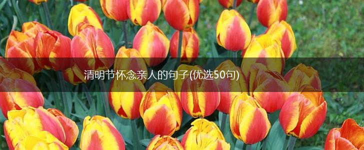 清明节怀念亲人的句子(优选50句),第1张