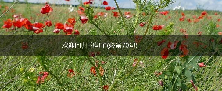 欢迎回归的句子(必备70句),第1张