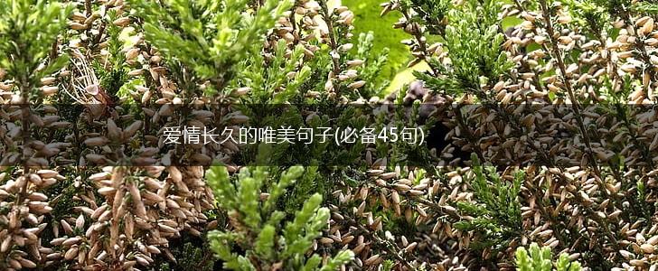爱情长久的唯美句子(必备45句),第1张