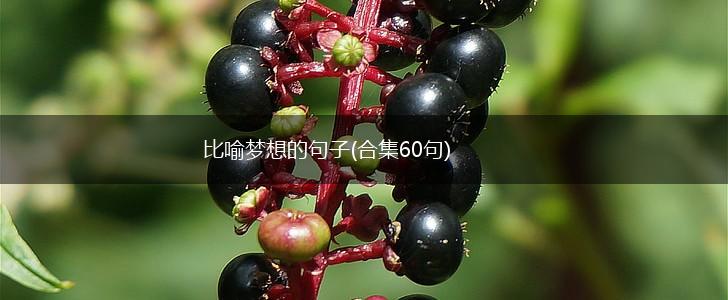 比喻梦想的句子(合集60句),第1张