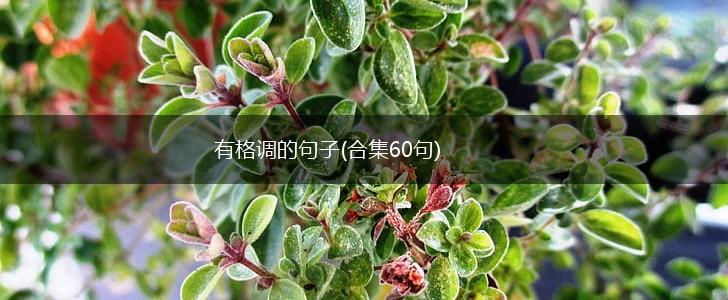 有格调的句子(合集60句),第1张