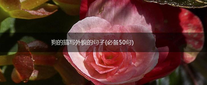 狗的描写外貌的句子(必备50句),第1张