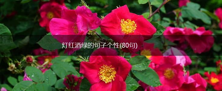 灯红酒绿的句子个性(80句),第1张