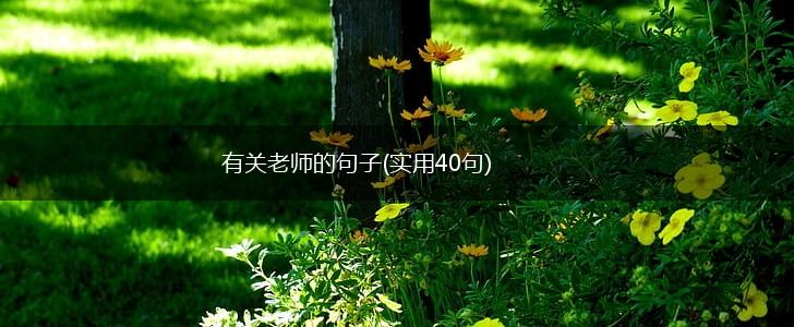 有关老师的句子(实用40句),第1张