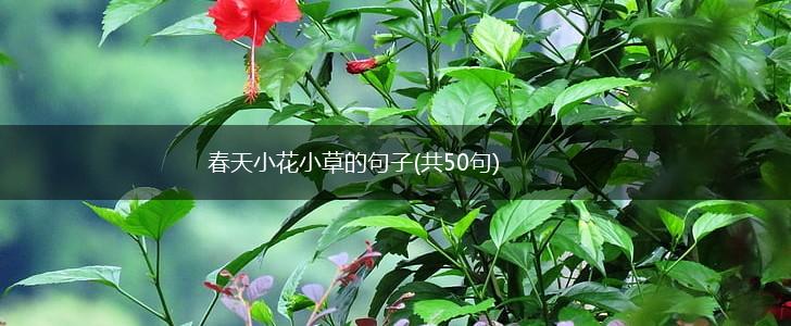 春天小花小草的句子(共50句),第1张