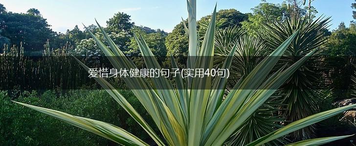 爱惜身体健康的句子(实用40句),第1张