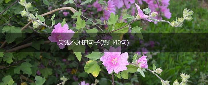 欠钱不还的句子(热门40句),第1张 欠钱不还的句子(热门40句),第1张