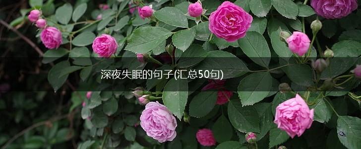 深夜失眠的句子(汇总50句),第1张