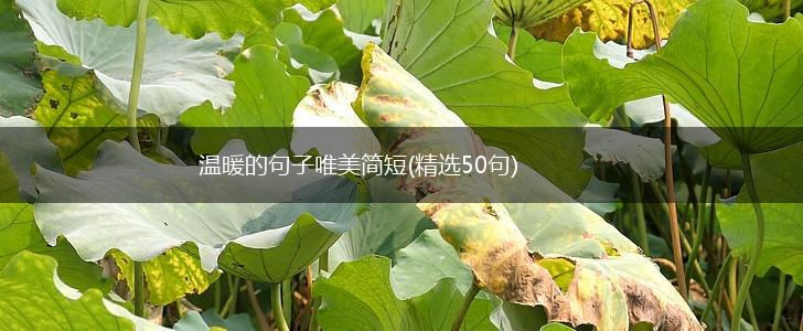 温暖的句子唯美简短(精选50句),第1张
