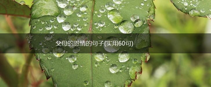 父母的恩情的句子(实用60句),第1张