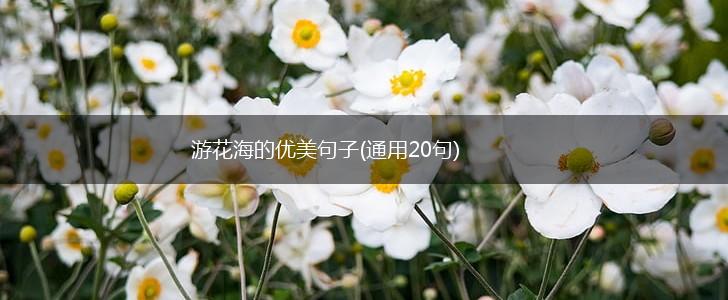 游花海的优美句子(通用20句),第1张